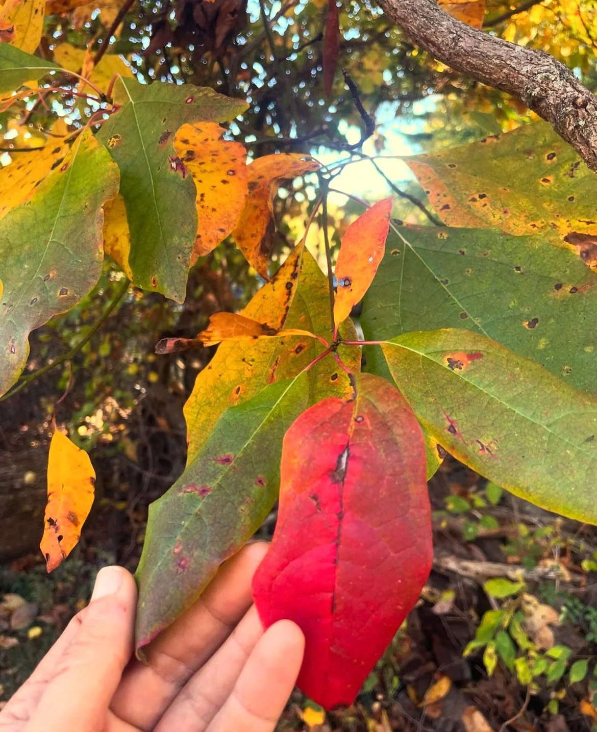 Sassafras Leaf Honey — Milk & Honey Herbs